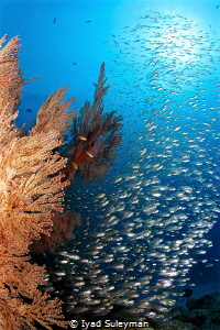 Beautiful underwater seascape in Okinawa! by Iyad Suleyman 